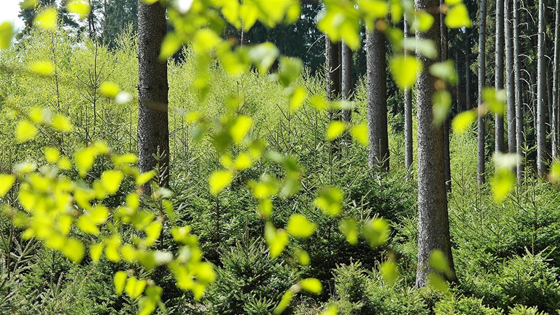 Lush green environment